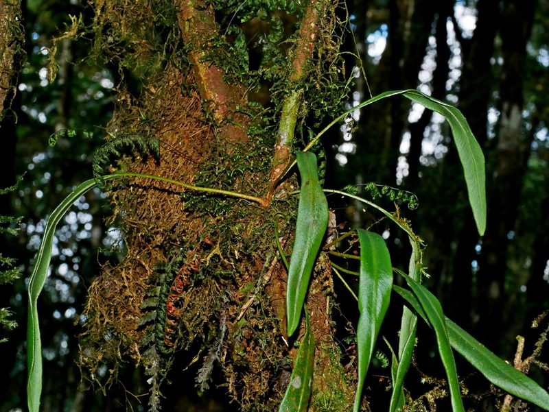 Elaphoglossum marginatum, photographed by Jacy Chen