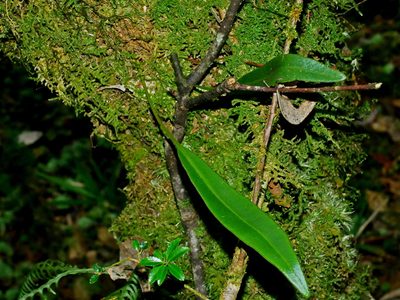 Elaphoglossum marginatum, photographed by Jacy Chen