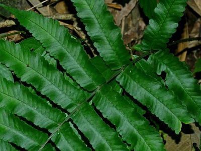 Dryopteris scottii, photographed by Jacy Chen