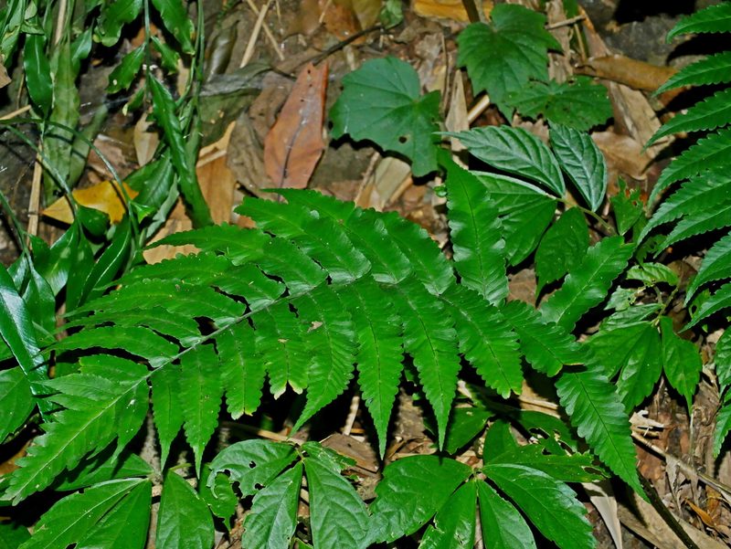 Dryopteris scottii, photographed by Jacy Chen