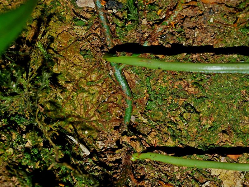 Lepisorus rostratus, photographed by Jacy Chen