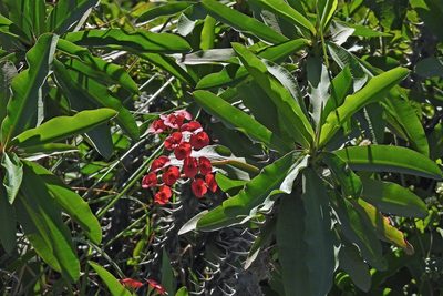 Euphorbia milii, photographed by Hugo Hulsberg