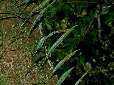 Lepisorus rostratus, photographed by Jacy Chen