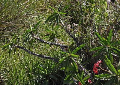 Euphorbia milii, photographed by Hugo Hulsberg