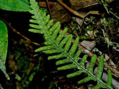 Oreogrammitis curtisii, photographed by Jacy Chen