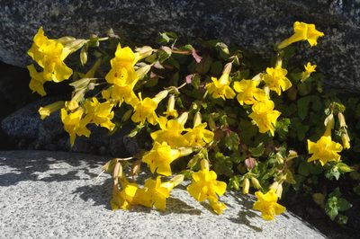Erythranthe lutea, photographed by aacocucci