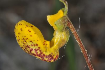 Calceolaria polyrhiza, photographed by aacocucci