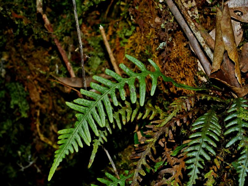 Oreogrammitis curtisii, photographed by Jacy Chen