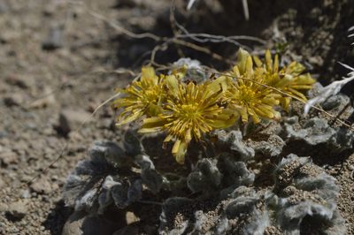 Hamadryas delfinii, photographed by E Santos Ortega