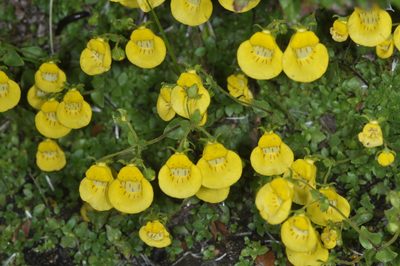 Calceolaria tenella, photographed by aacocucci