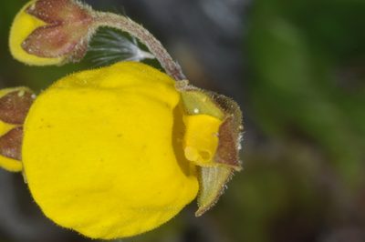 Calceolaria filicaulis, photographed by aacocucci