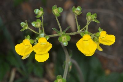 Calceolaria valdiviana, photographed by aacocucci