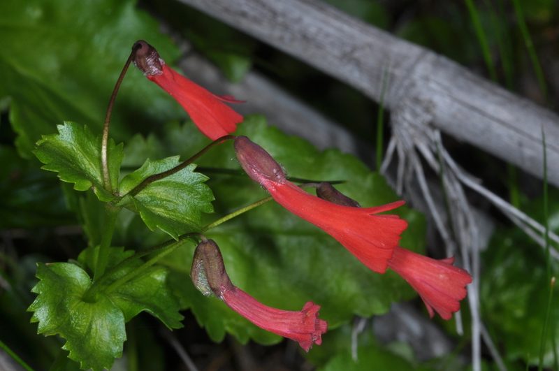 Ourisia ruellioides, photographed by aacocucci