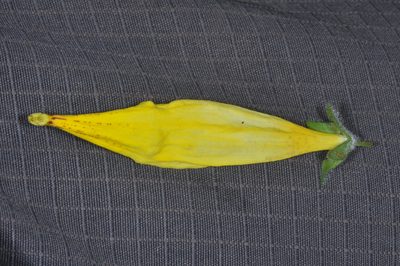 Calceolaria crenatiflora, photographed by aacocucci