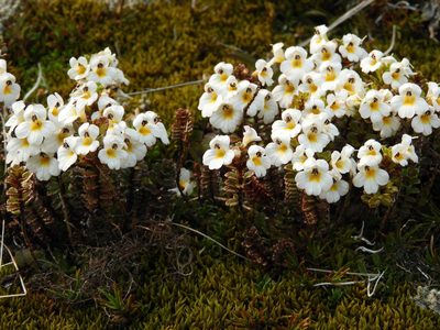 Euphrasia monroi, photographed by Santiago Martín-Bravo
