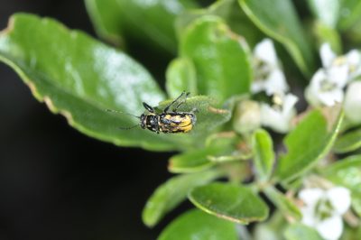 Discaria chacaye, photographed by aacocucci
