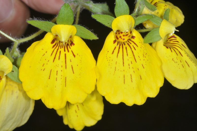 Calceolaria crenatiflora, photographed by aacocucci