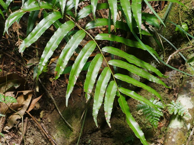 Plagiogyria euphlebia, photographed by Jacy Chen