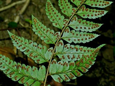 Polystichum biaristatum, photographed by Jacy Chen