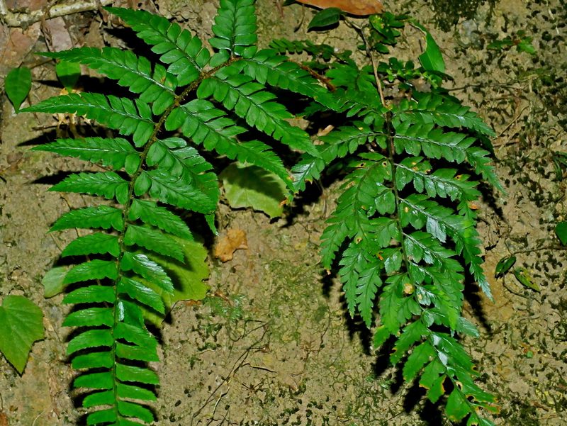 Polystichum biaristatum, photographed by Jacy Chen