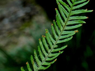 Prosaptia formosana, photographed by Jacy Chen