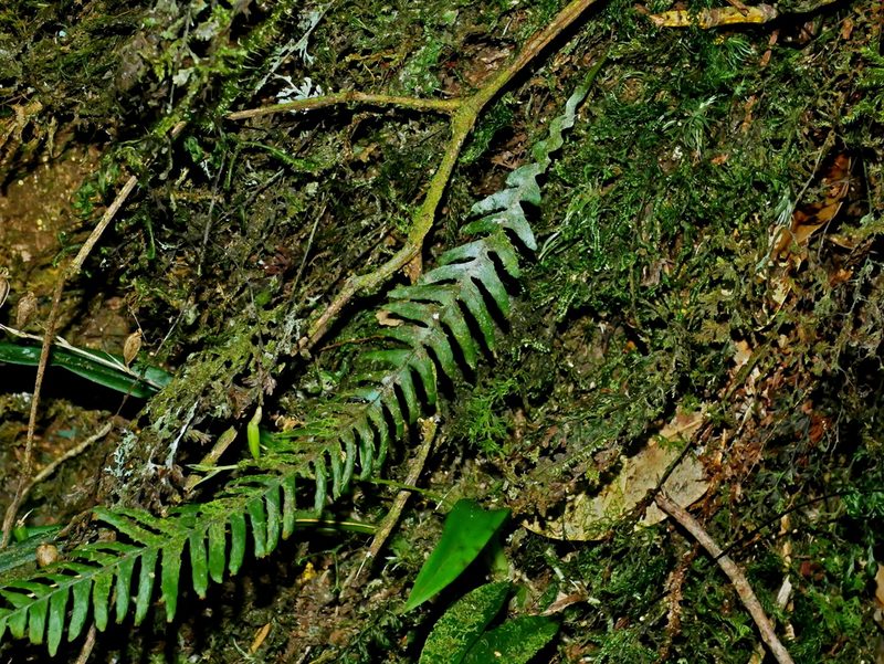 Prosaptia formosana, photographed by Jacy Chen