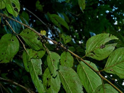 Rhamnus nakaharae, photographed by Jacy Chen