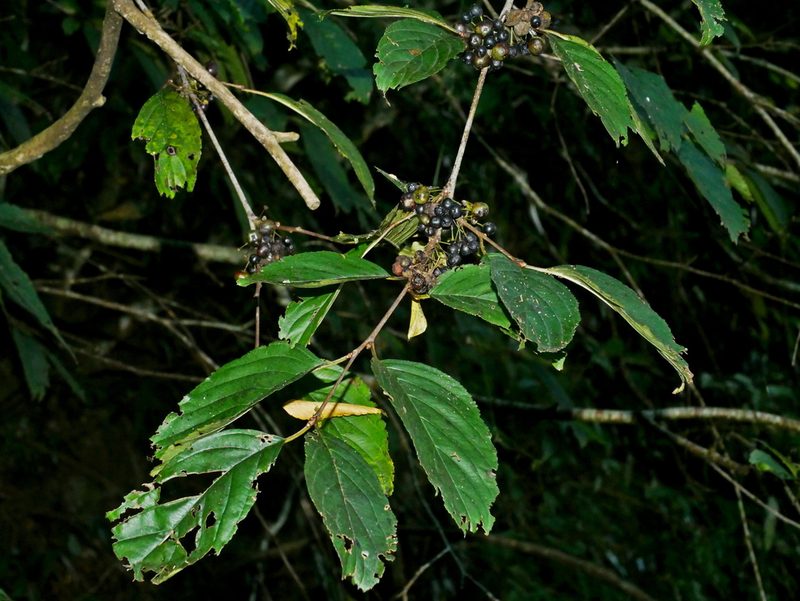 Rhamnus nakaharae, photographed by Jacy Chen