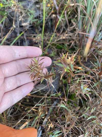 Dichanthelium portoricense, photographed by Brandon Corder