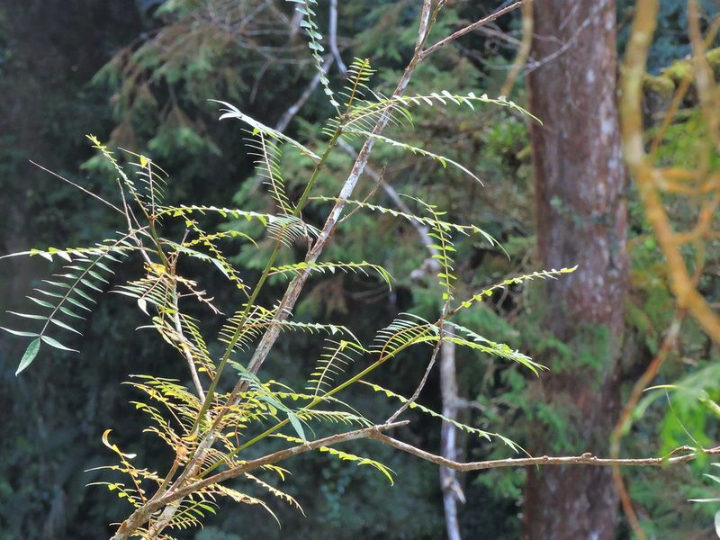 Zanthoxylum schinifolium, photographed by Jacy Chen