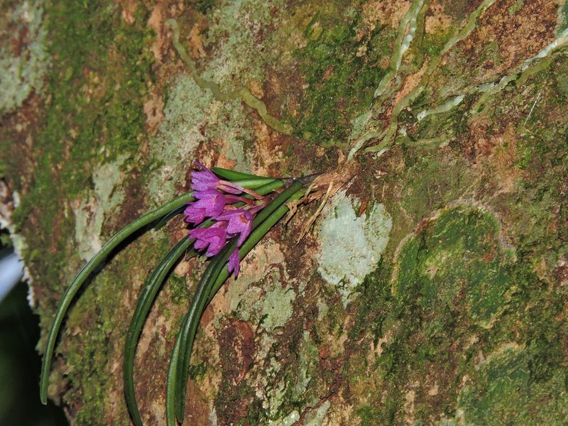 Holcoglossum pumilum, photographed by Jacy Chen