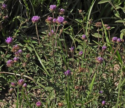 Centratherum punctatum, photographed by Hugo Hulsberg