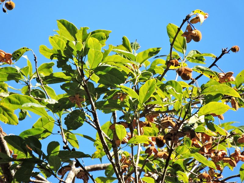 Sloanea dasycarpa, photographed by Jacy Chen