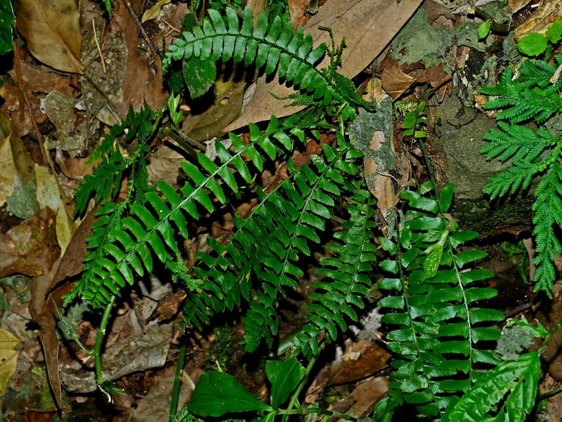 Polystichum hancockii, photographed by Jacy Chen