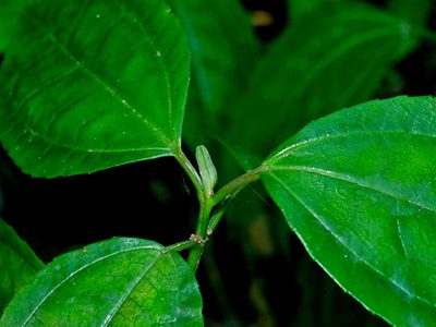 Pilea funkikensis, photographed by Jacy Chen
