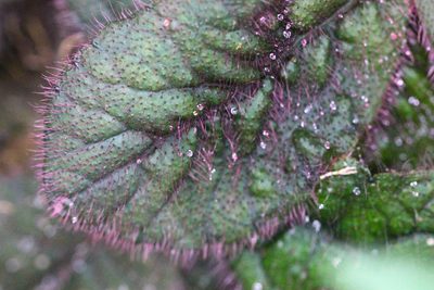 Ardisia primulifolia, photographed by Agnes Trekker