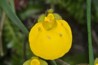 Calceolaria valdiviana, photographed by aacocucci