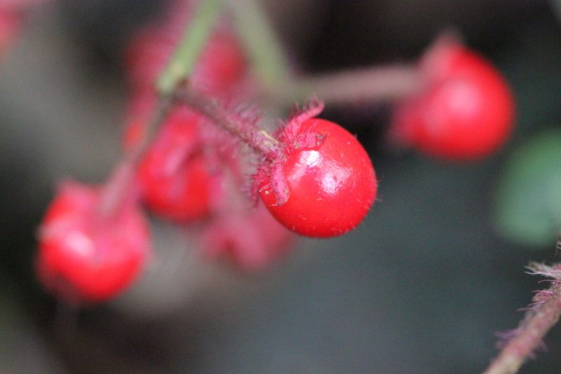 Ardisia primulifolia, photographed by Agnes Trekker