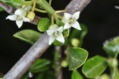 Discaria chacaye, photographed by aacocucci