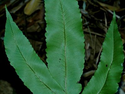 Dryopteris pseudosieboldii, photographed by Jacy Chen