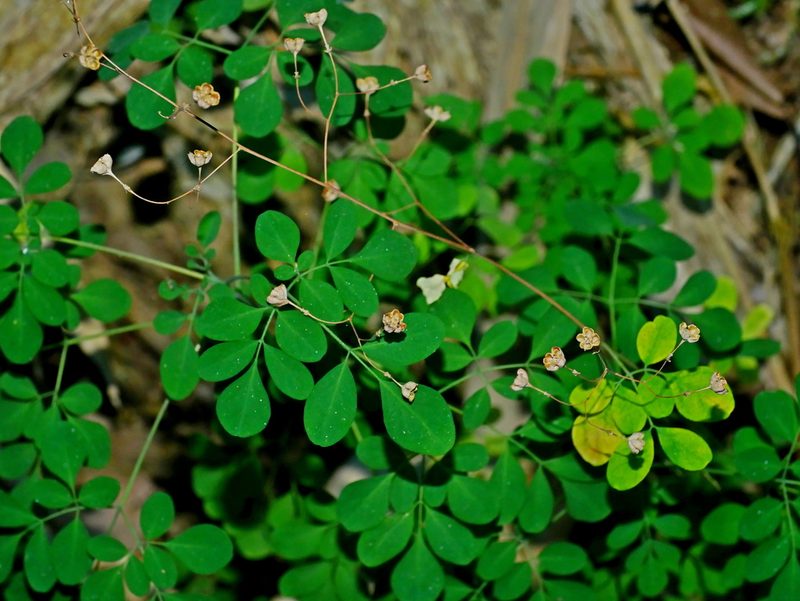 Boenninghausenia albiflora, photographed by Jacy Chen