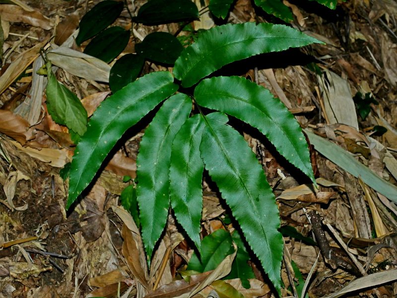 Dryopteris pseudosieboldii, photographed by Jacy Chen