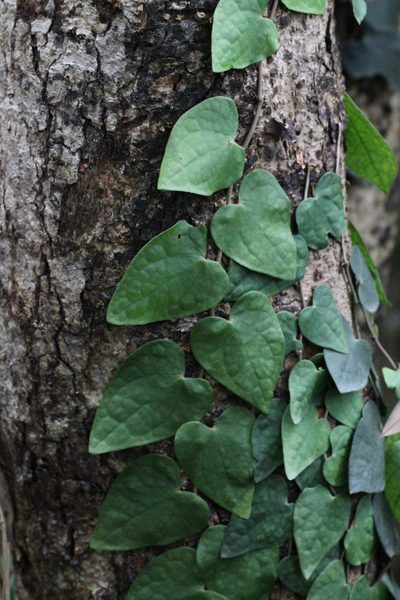Piper austrosinense, photographed by Agnes Trekker