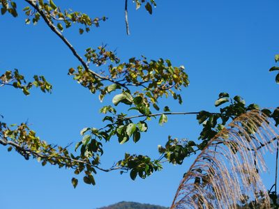 Celastrus paniculatus