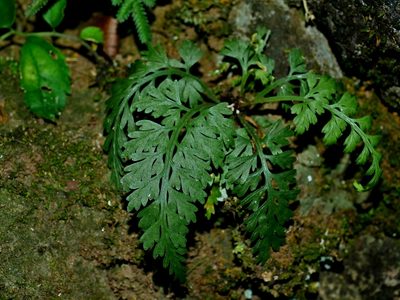 Asplenium ritoense, photographed by Jacy Chen
