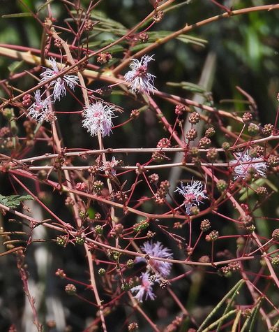 Mimosa somnians, photographed by Hugo Hulsberg