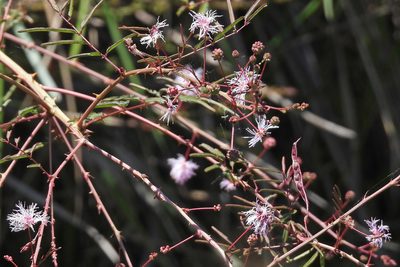 Mimosa somnians, photographed by Hugo Hulsberg