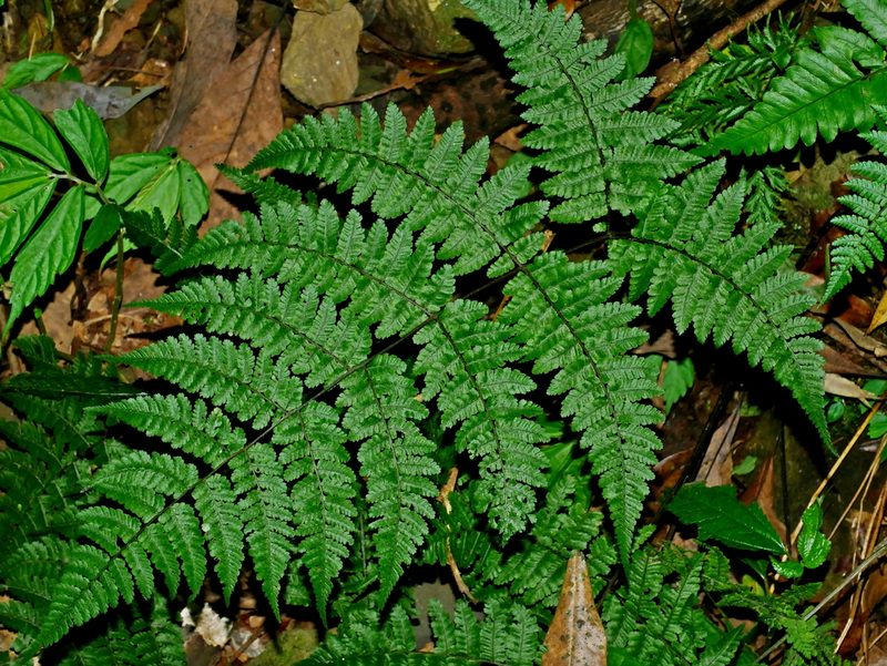 Cornopteris banajaoensis, photographed by Jacy Chen