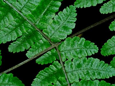Cornopteris banajaoensis, photographed by Jacy Chen