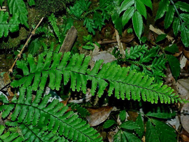 Hymenasplenium cheilosorum, photographed by Jacy Chen